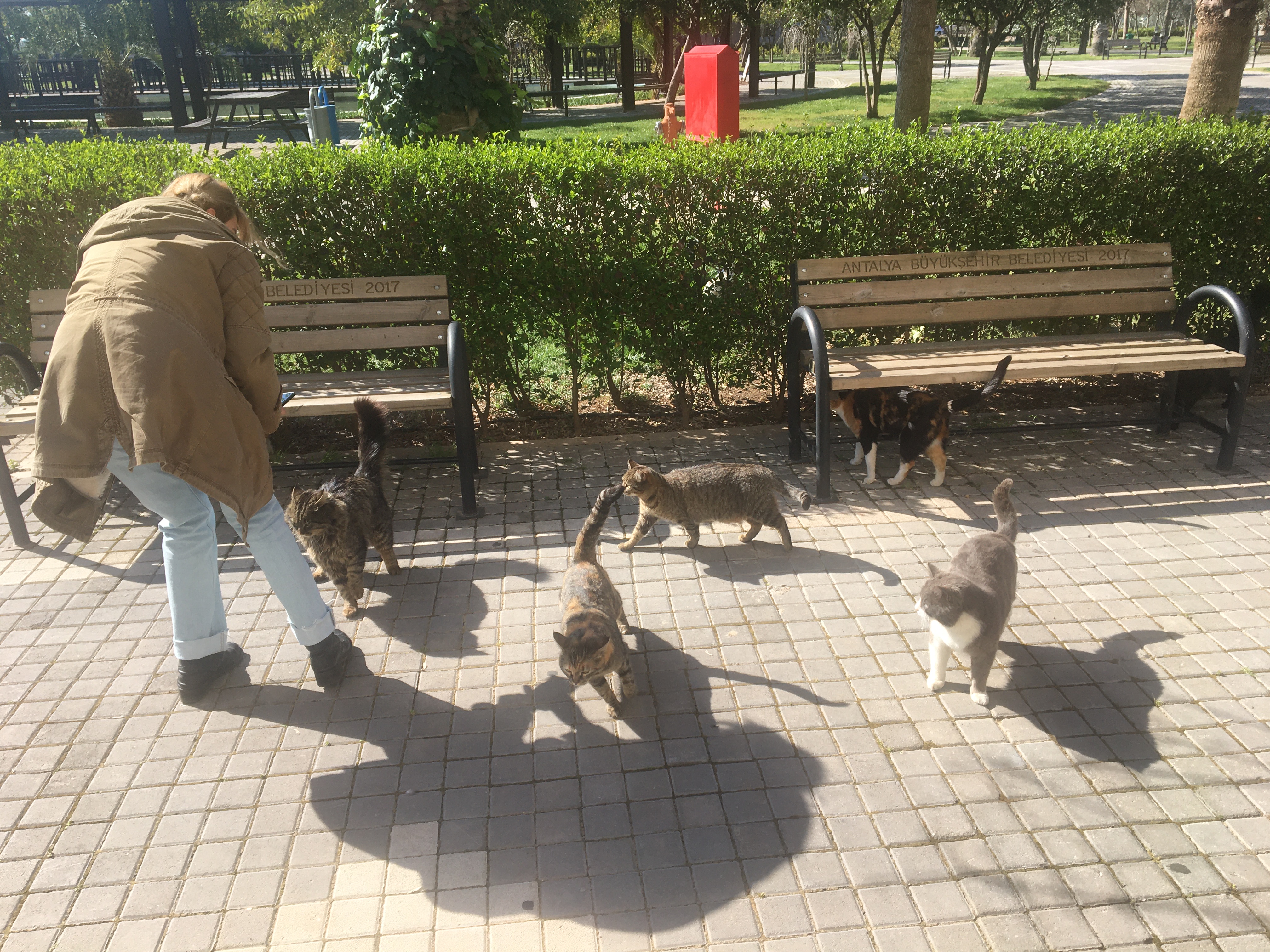 Animal Lovers Etkinliği